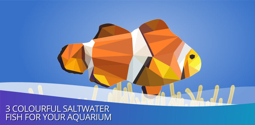 3 Colourful Saltwater Fish For Your Aquarium