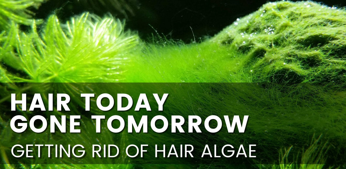 Hair Today, Gone Tomorrow