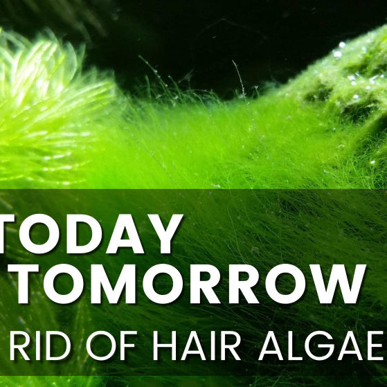 Hair Today, Gone Tomorrow