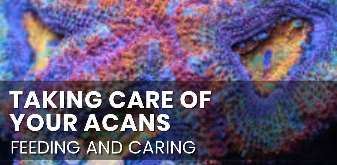 Acan Care