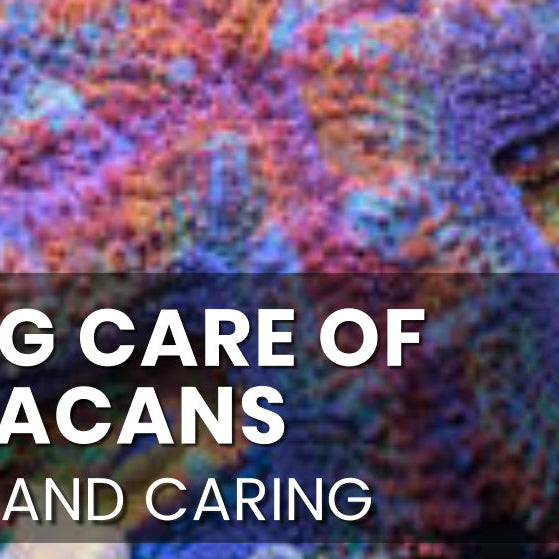 Acan Care