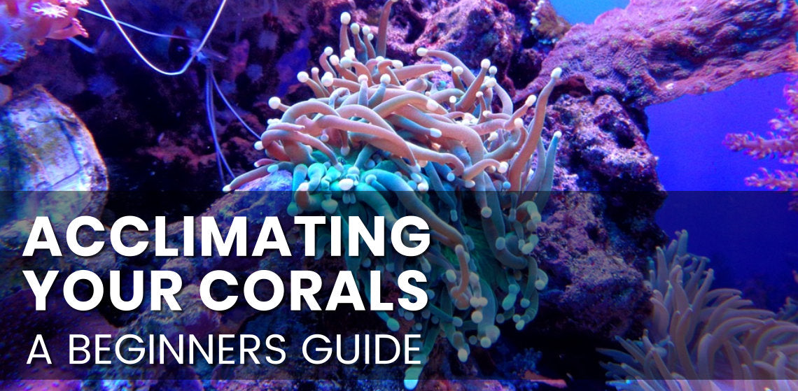 Acclimating your Corals