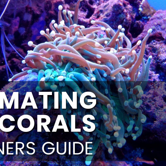 Acclimating your Corals