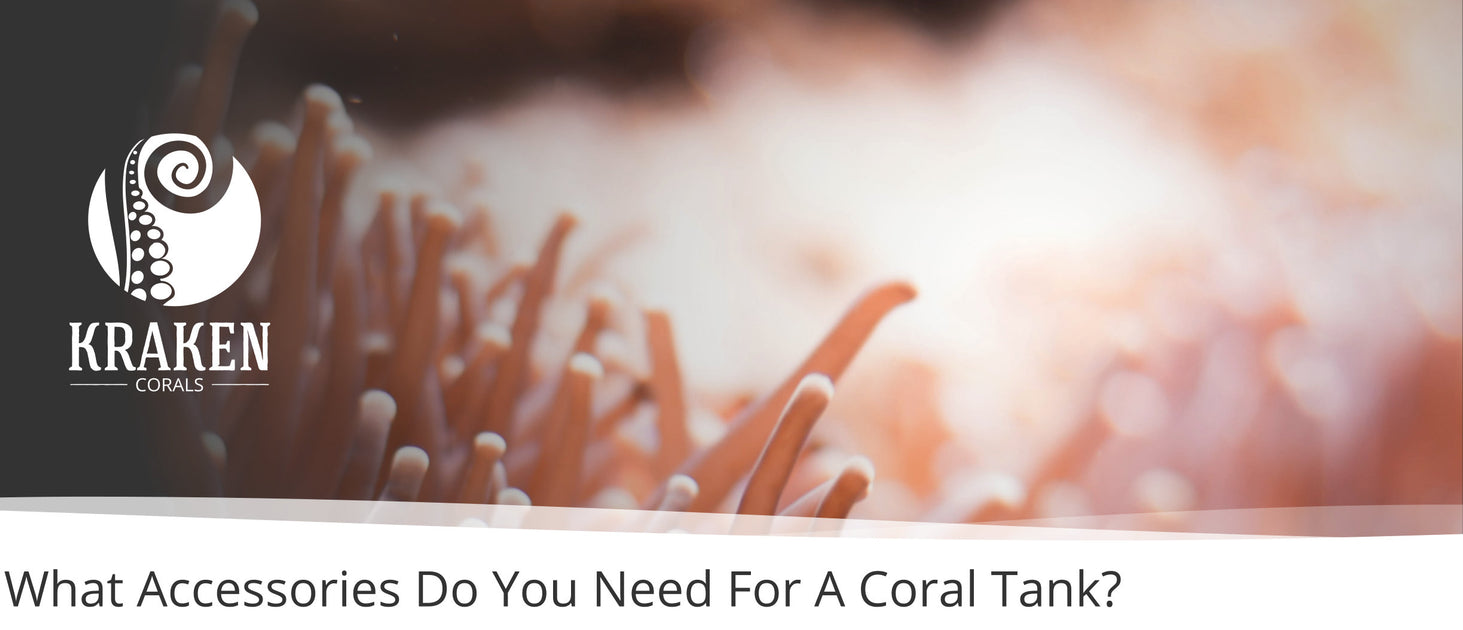 What Accessories Do You Need For A Coral Tank? — Kraken Corals