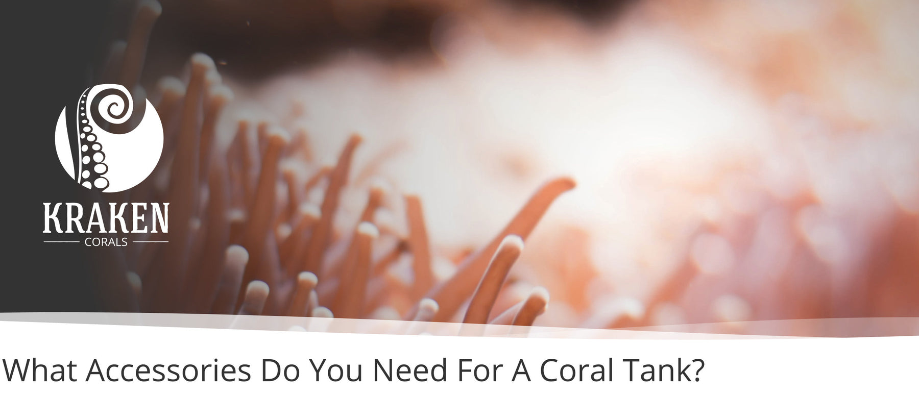 What Accessories Do You Need For A Coral Tank?