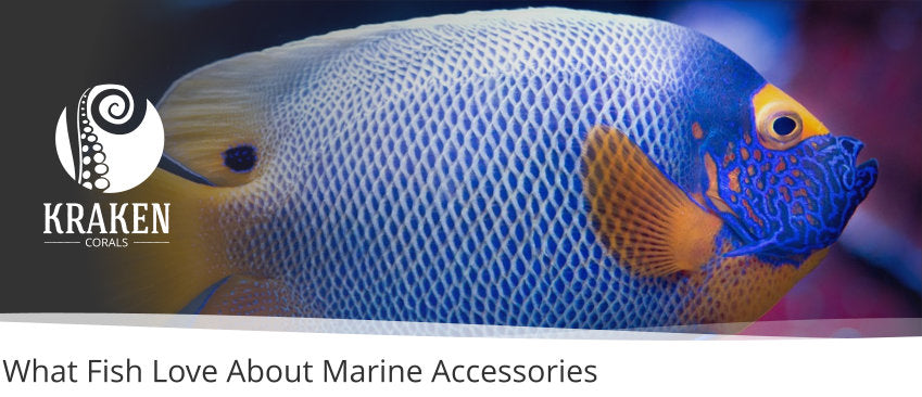 What Fish Love About Marine Accessories