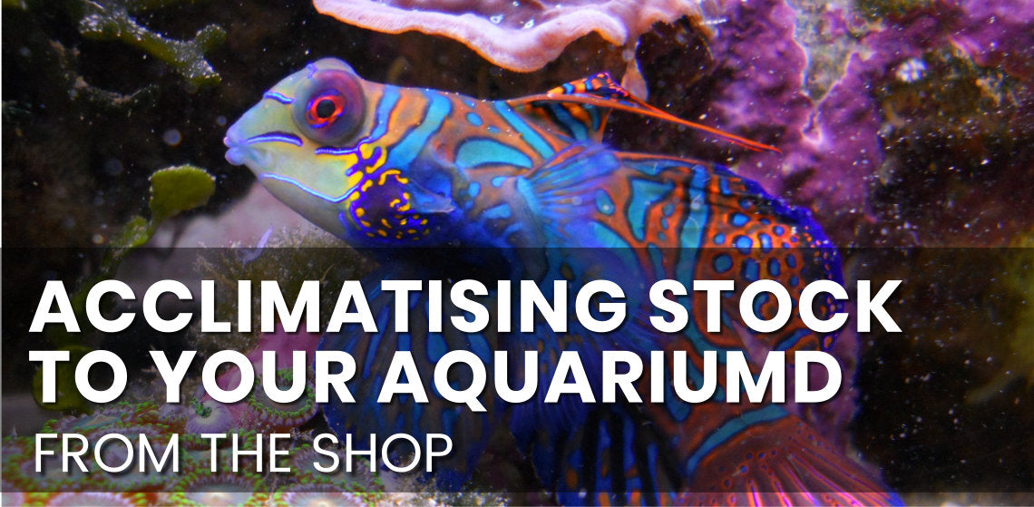 Acclimatising stock, from the shop to your Aquarium.