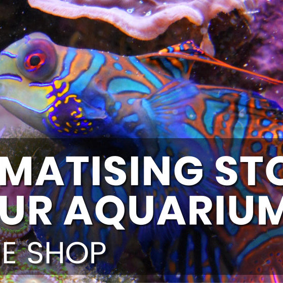 Acclimatising stock, from the shop to your Aquarium.