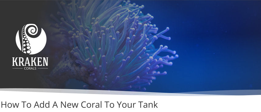 How To Add A New Coral To Your Tank