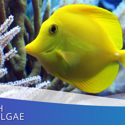 Finding Fish That Love Algae