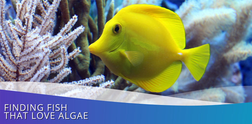 Finding Fish That Love Algae