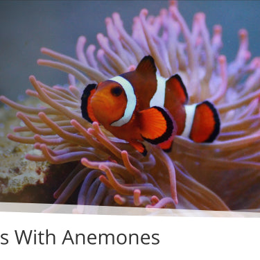 How To Be Friends With Anemones