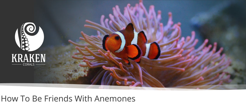 How To Be Friends With Anemones