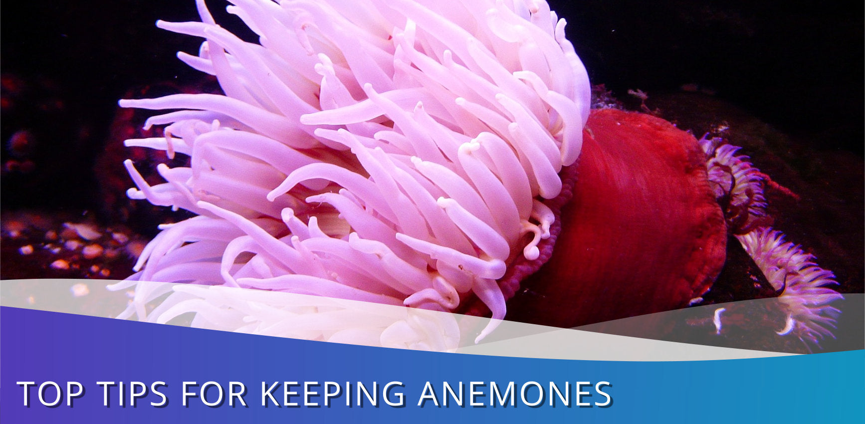 Top Tips For Keeping Anemones In Your Aquarium