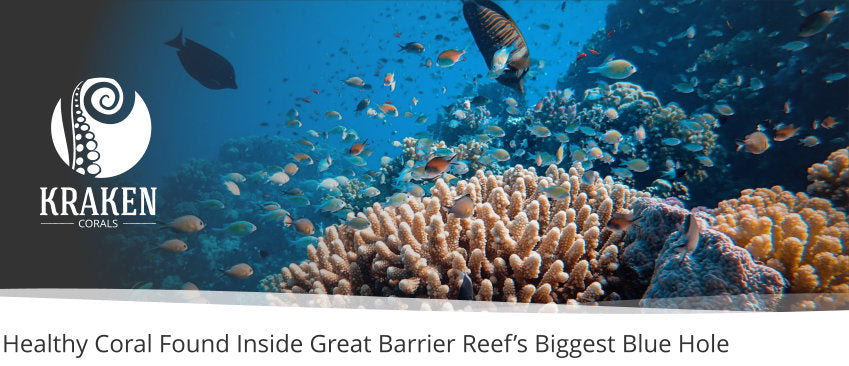 Healthy Coral Found Inside Great Barrier Reefâ€™s Biggest Blue Hole