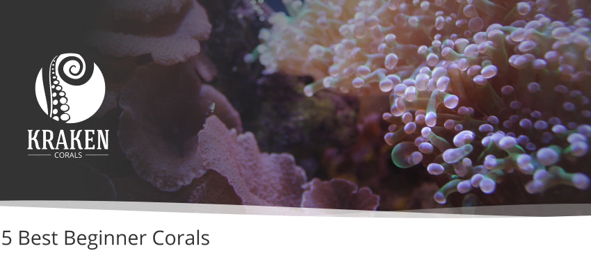 5 Best Beginner Corals