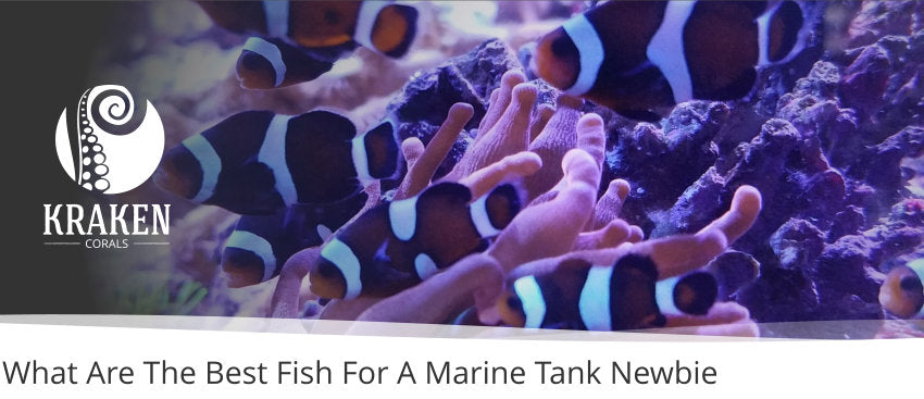 What Are The Best Fish For A Marine Tank Newbie?