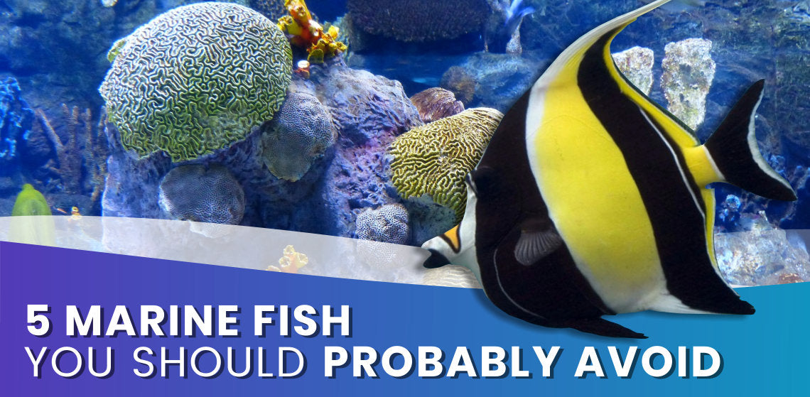 Top 5 Marine Fish you should possibly avoid.