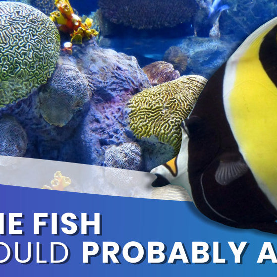 Top 5 Marine Fish you should possibly avoid.