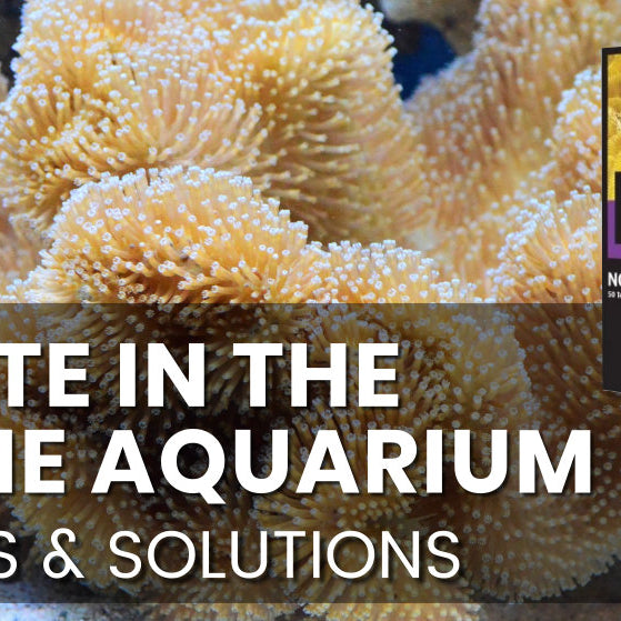Nitrate in the Marine Aquarium