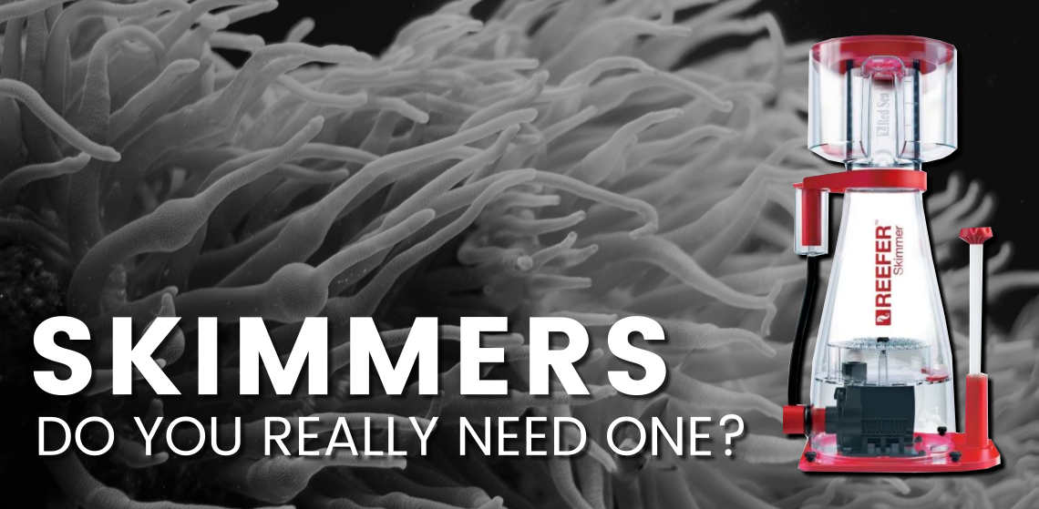 Skimmers, Do you really need one?