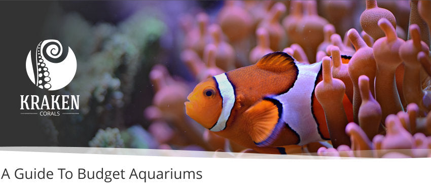 A Guide To Budget Aquariums