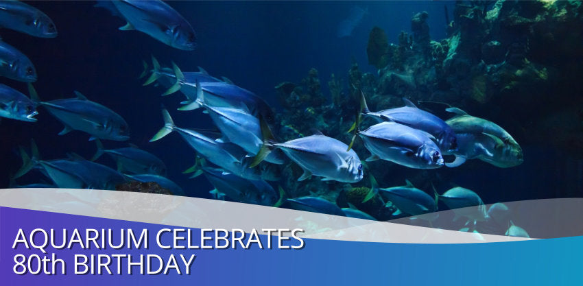 Aquarium Celebrates 80th Birthday