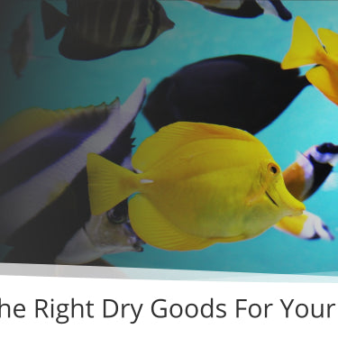 How To Choose The Right Dry Goods For Your Aquarium