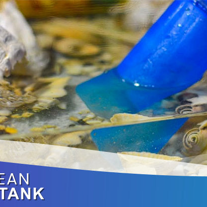How To Clean Your Fish Tank