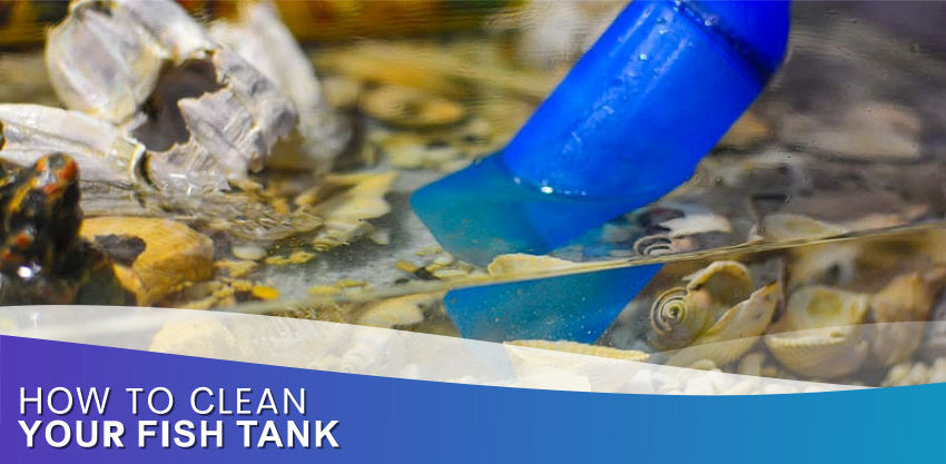 How To Clean Your Fish Tank
