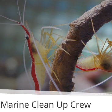 How To Choose A Marine Clean Up Crew
