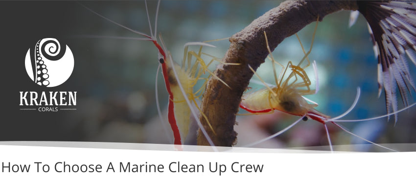 How To Choose A Marine Clean Up Crew