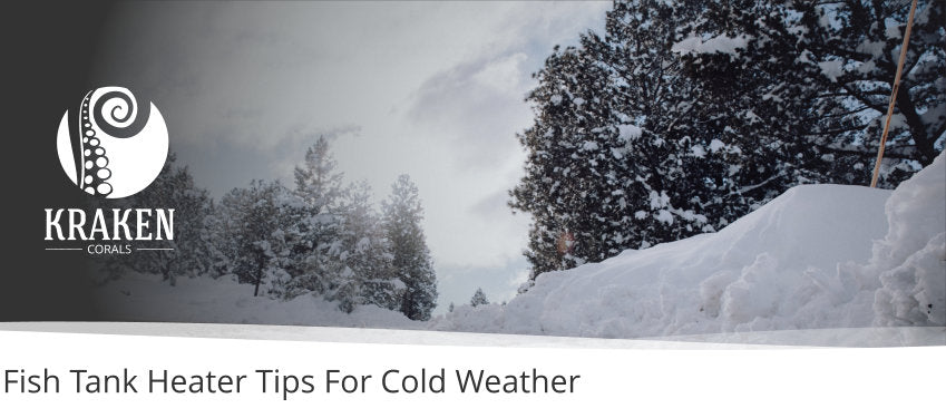 Fish Tank Heater Tips For Cold Weather