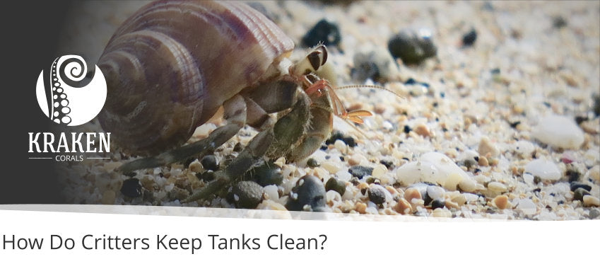 How Do Critters Keep Tanks Clean?