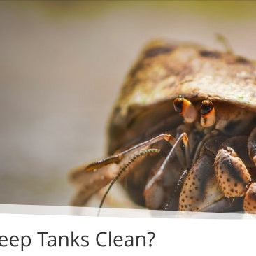 How Do Critters Keep Tanks Clean?