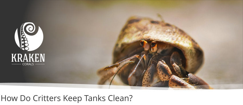 How Do Critters Keep Tanks Clean?