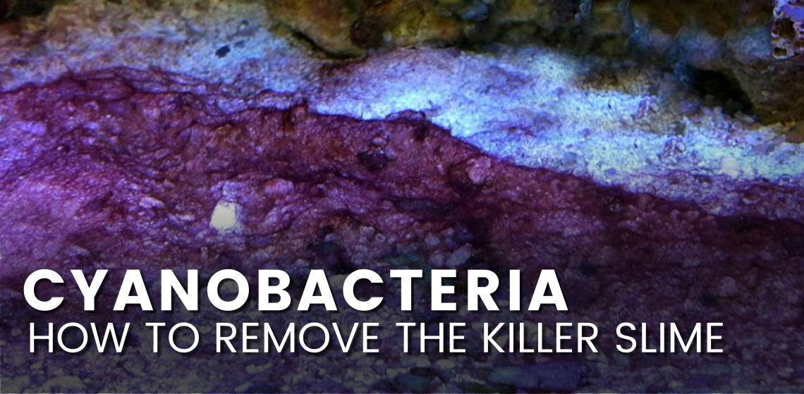 Cyanobacteria, Unsightly red nuisance