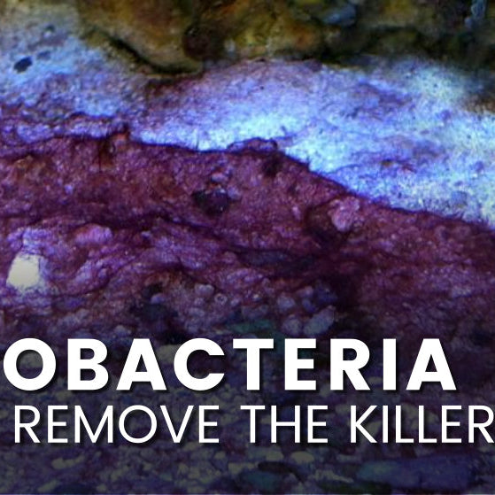 Cyanobacteria, Unsightly red nuisance