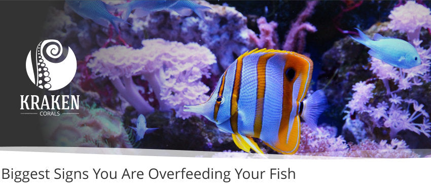 Biggest Signs You Are Overfeeding Your Fish