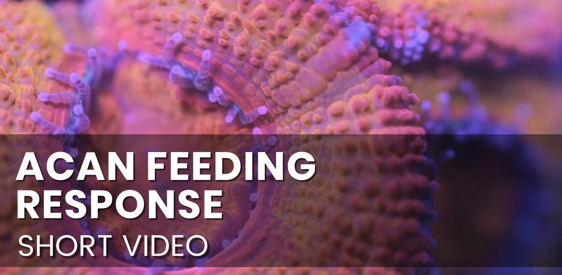 Acan feeding response