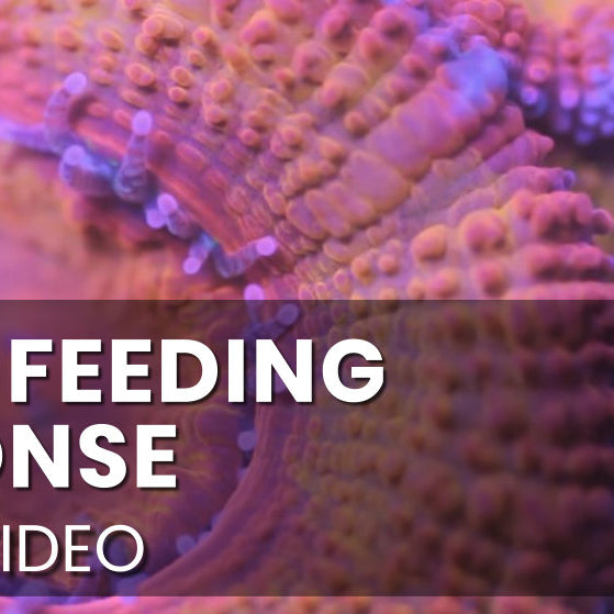 Acan feeding response