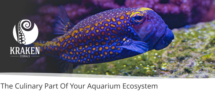 Feeding Time: The Culinary Part Of Your Aquarium Ecosystem