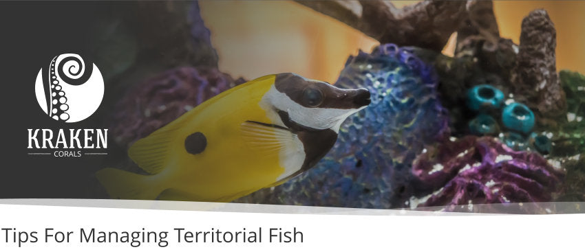 Tips For Managing Territorial Fish