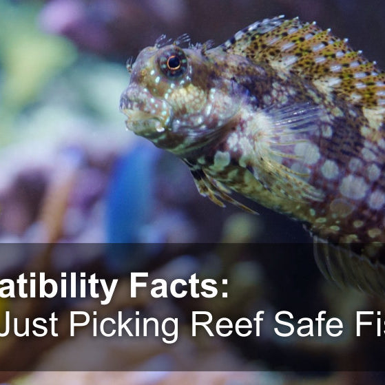 Fish Compatibility Facts: More Than Just Picking Reef Safe Fish