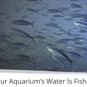 How To Ensure Your Aquariumâ€™s Water Is Fish Friendly