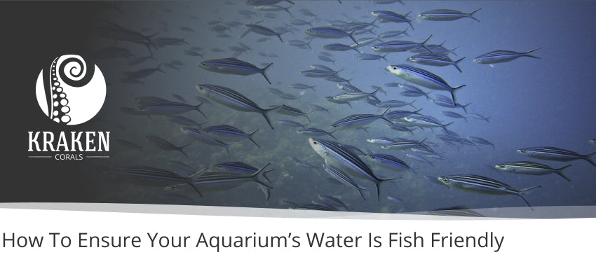 How To Ensure Your Aquariumâ€™s Water Is Fish Friendly