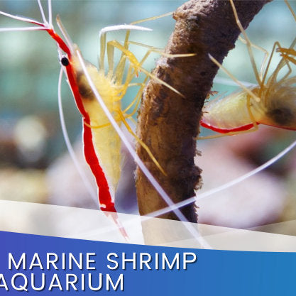 A Guide To Marine Shrimp For Your Aquarium
