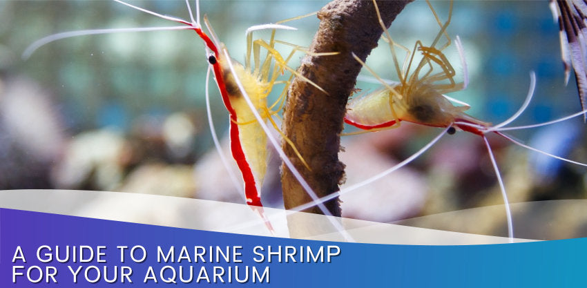 A Guide To Marine Shrimp For Your Aquarium