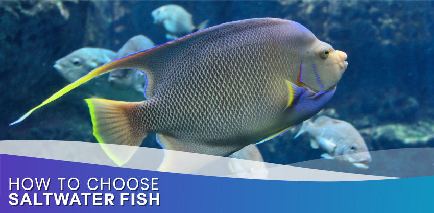 How To Choose Saltwater Fish