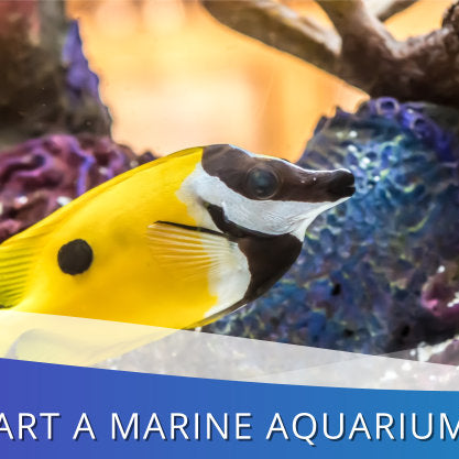 How To Start A Marine Aquarium